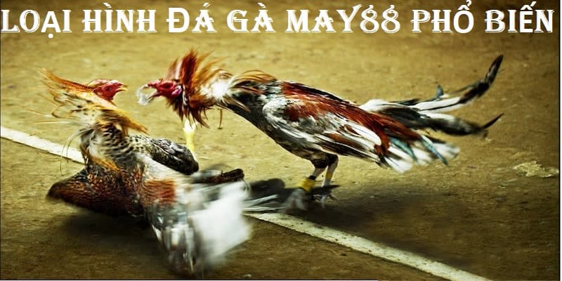 Loại hình cá cược đá gà phổ biến tại nhà cái May88